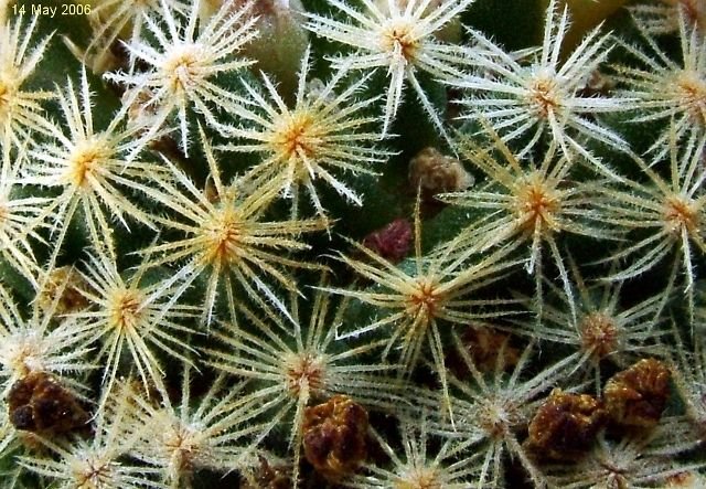 Mammillaria _schiedeana ssp.giselae_ 04
